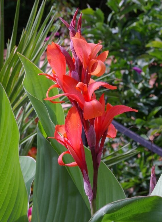 Canna Bulb Edulis Ker Gawl Bare Root Starter Plant - Tropical Canna Lily