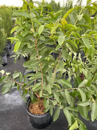 Mexican Guava (Psidium guajava) Starter Plant - 1-2 ft Live Tropical Fruit Tree