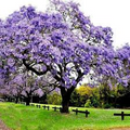 Royal Empress Tree Seeds (Paulownia tomentosa) - Fastest-Growing Shade Tree, Lavender Flowers - Non-GMO