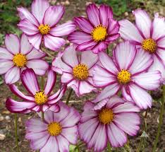 Cosmos Picotee Seeds (1 g) - Bicolor Blooms, Hardy Annual for Pollinator Gardens