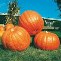 Big Max Pumpkin Seeds – Heirloom, Non-GMO, 110 Days, Up to 100+ lb