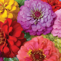 Zinnia elegans Oriole Double Orange Seeds - 200 Seeds, Non-GMO, Attracts Bees & Butterflies