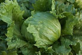 Iceberg Batavian Lettuce Seeds (1g) – Heirloom, Heat-Tolerant, High Yield