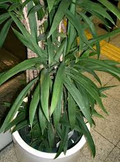 Palm Lily Seeds (Cordyline stricta) - 15 Indoor Tropical Houseplant Seeds