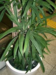 Palm Lily Seeds (Cordyline stricta) - 15 Indoor Tropical Houseplant Seeds