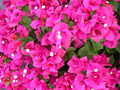 Helen Johnson Bougainvillea Starter Plant | Small Well-Rooted Seedling