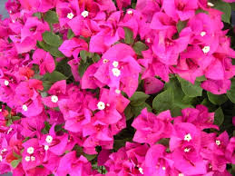 Helen Johnson Bougainvillea Starter Plant | Small Well-Rooted Seedling