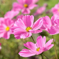 Cosmos Gloria (Cosmos bipinnatus) Seeds - Bright Pink, Pollinator-Friendly, Easy-to-Grow Annual