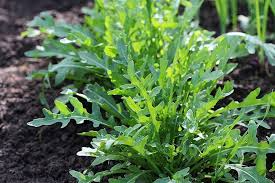 Arugula Seeds 1g (Eruca vesicaria) Heirloom Non-GMO - Fast-Growing Peppery Greens
