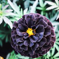 Hybrid Black Marigold Seeds (Tagetes patula) - 25 Seeds | Easy to Grow Annual