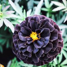 Hybrid Black Marigold Seeds (Tagetes patula) - 25 Seeds | Easy to Grow Annual
