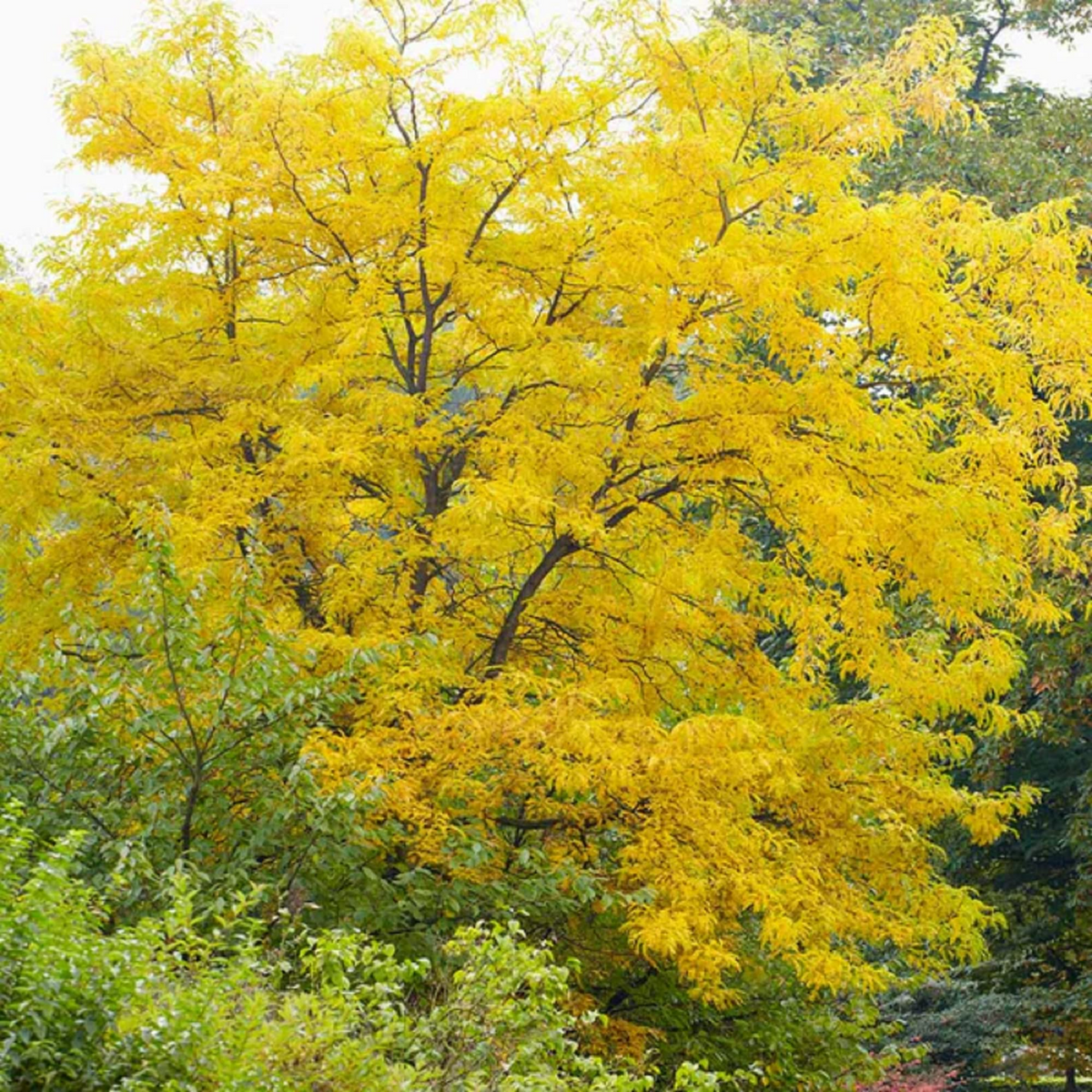 Honeylocust Tree Seeds (Gleditsia caspian) - 10 Seeds for Fast-Growing Shade