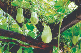 Chayote Squash Plant (Mirliton) – Live 10” Starter Plant in a Pot