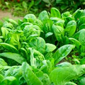 Spinach Viroflay Seeds (1 Gram) - Heirloom Spinacia oleracea