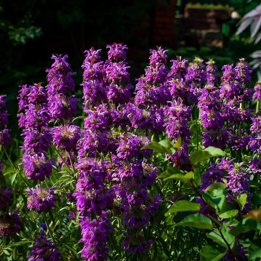 Lemon Mint (Monarda citriodora) Seeds - 1000 Seeds for Tea, Culinary Use & Pollinator Gardens