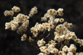 Pseudognaphalium Obtusifolium (Sweet Everlasting) Seeds - 500 Seeds Native Perennial Wildflower