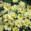 Cosmos Sunset Yellow Seeds (Cosmos bipinnatus) - 100 Non-GMO Seeds for Gardens, Containers, Cut Flowers