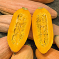 Jumbo Pink Banana Squash Seeds - Heirloom Cucurbita Maxima, Non-GMO, 10 Seeds