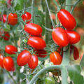 Roma Tomato Seeds - Heirloom, 100mg for Planting, High Yield