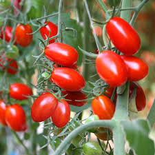 Roma Tomato Seeds - Heirloom, 100mg for Planting, High Yield