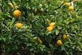 Hardy Orange Tree (Poncirus trifoliata) 6" Fully Rooted Seedling - Cold-Hardy Citrus