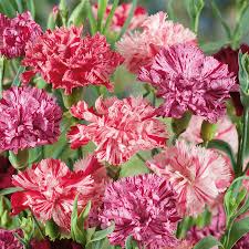Picotee Mix Carnation Seeds (Dianthus caryophyllus) – 200+ Seeds, Fragrant Bi-Color Blooms
