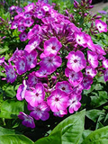 Purple Volcano Phlox Seeds (100+ Seeds) – Phlox paniculata, Perennial, Full Sun