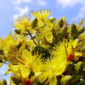 Dotted St. John’s Wort Seeds (Hypericum punctatum) – 50mg for Planting