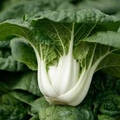 Pak Choi Bok Choi Taisai Seeds - 500mg, Heirloom Asian Greens, Fast-Growing