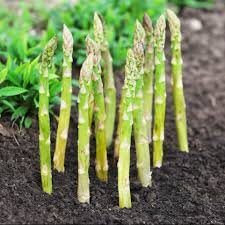 Asparagus Mary Washington Seeds – 1g for Planting, Heirloom Perennial