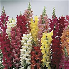 Antirrhinum majus Liberty Scarlet Snapdragon Seeds – 1000+ Scarlet Red Bloom Seeds