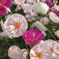 Cupcakes & Saucers Cosmos Seeds - 200+ Mixed Cosmos bipinnatus for Cut Flowers, Borders, and Gardens