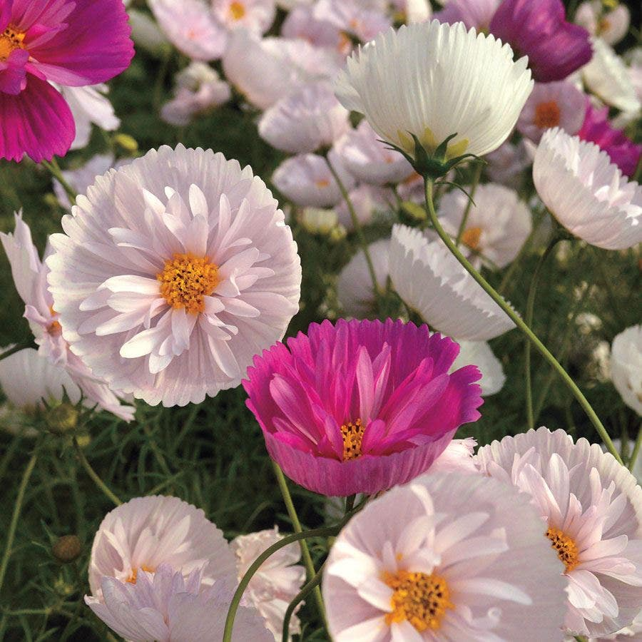 Cupcakes & Saucers Cosmos Seeds - 200+ Mixed Cosmos bipinnatus for Cut Flowers, Borders, and Gardens