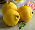 Common Quince Seeds (Cydonia oblonga) - 20 Seeds for Sweet Edible Fruit Tree
