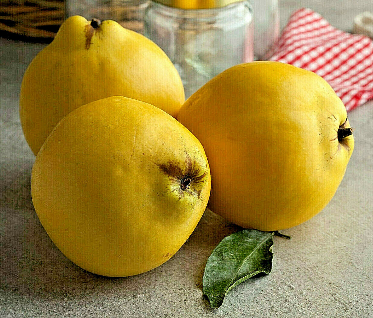 Common Quince Seeds (Cydonia oblonga) - 20 Seeds for Sweet Edible Fruit Tree