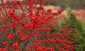 Winterberry Seeds (Ilex verticillata) – 250mg for Planting