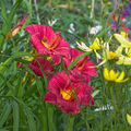 Daylily Cranberry Baby (Hemerocallis) - 1 Live Rooted Plant | Reblooming, Drought-Tolerant, Pollinator-Friendly