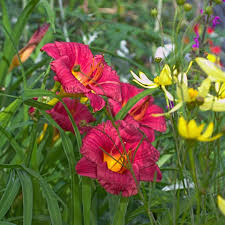 Daylily Cranberry Baby (Hemerocallis) - 1 Live Rooted Plant | Reblooming, Drought-Tolerant, Pollinator-Friendly