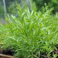 Russian Tarragon (Artemisia dracunculoides) Seeds - 1500 Seeds, Hardy Culinary Herb