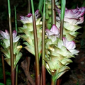 White Turmeric (Curcuma zedoaria) Live Plant | 5-10" Tall, Partial Shade