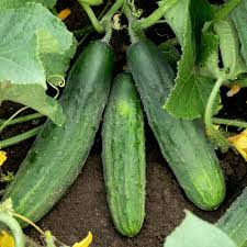 Cucumber Spacemaster 80 Seeds – 1g for Planting, Compact High-Yield, Disease-Resistant