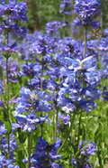 Rydberg’s Penstemon Seeds (Penstemon rydbergii) – 100mg, Cold Hardy Native Wildflower for Pollinators