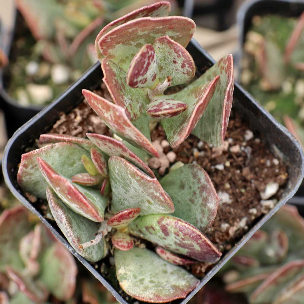 Adromischus Maculatus ‘Calico Hearts’ – 1 Live Starter Succulent Plant (Spotted Chocolate Drop)