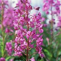 Fireweed Seeds (Chamaenerion angustifolium) 30 mg - Wildflower for Pollinators
