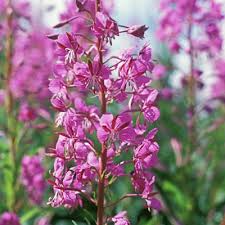 Fireweed Seeds (Chamaenerion angustifolium) 30 mg - Wildflower for Pollinators