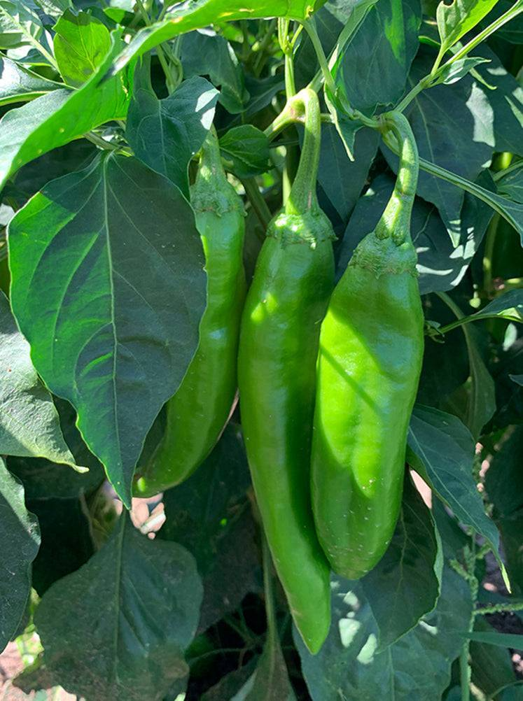 Hatch Giuzeppi Hot Pepper Seeds (Capsicum annuum) - Non-GMO, Medium Heat, 250mg
