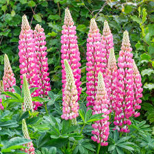Lupinus Chatelaine Pink Seeds – 25+ Pink Lupine Seeds for Pollinator Gardens
