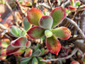 Echeveria pulvinata Plush Chenille – 3 Rooted Cuttings, Fuzzy Succulent with Red Tips