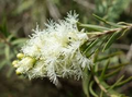 Snow In Summer Seeds (Melaleuca linariifolia) - 50 Seeds - Fragrant Hardy Shrub