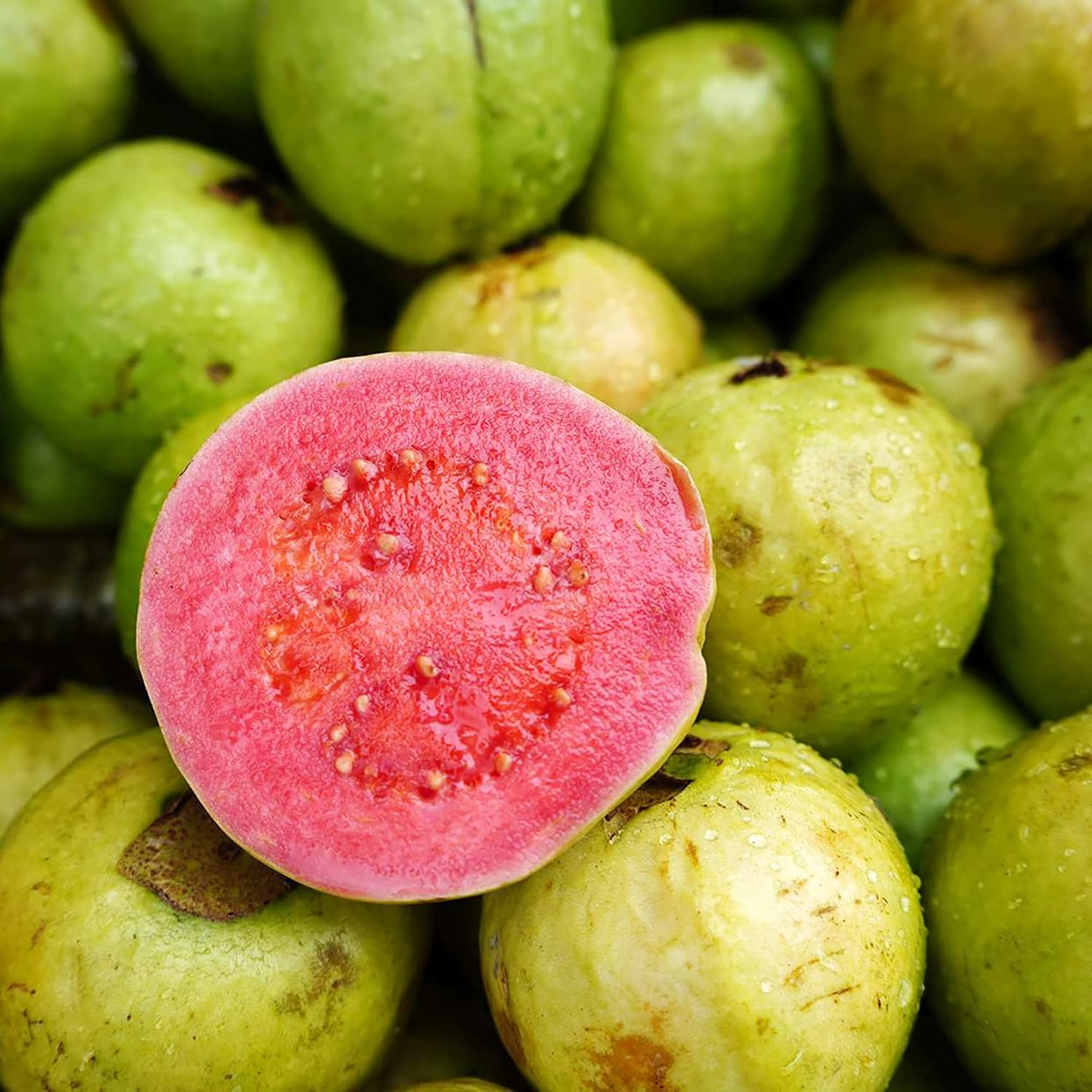 20 Pink Guava Seeds – Psidium guajava, Non-GMO, Tropical Fruit Tree Seeds